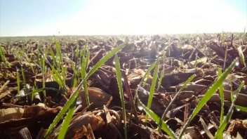 Invierno más crudo en 60 años: las zonas con miles de hectáreas menos de trigo