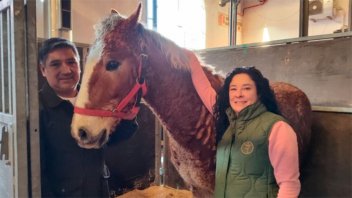 Exponen caballos con rulos en Rural de Palermo: buscan expandir la extraña raza