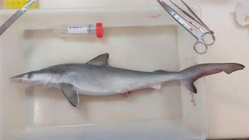 Hallaron tiburones intoxicados con cocaína en el mar de Brasil