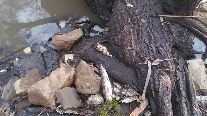 Mortandad de peces habría sido causada por la ola polar récord en Gualeguaychú