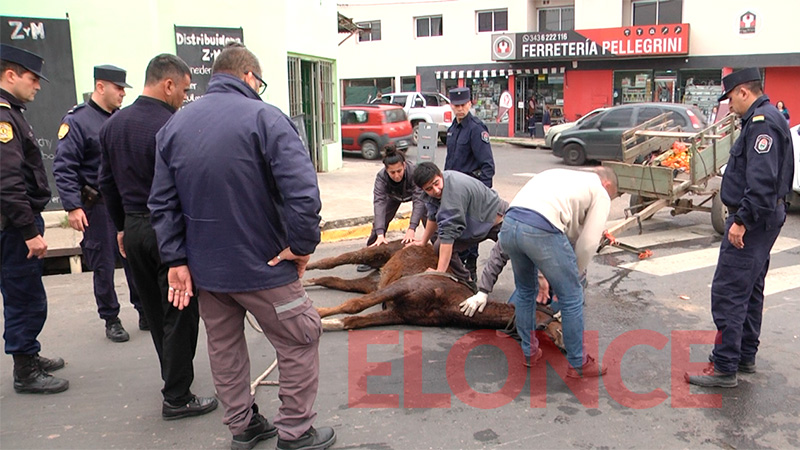 Sacrificaron la yegua que se desplomó en la calle: &ldquo;Su cuadro era irreversible&rdquo;