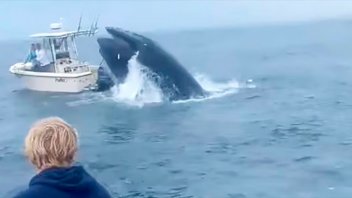 Video: ballena jorobada volteó un barco y sus tripulantes terminaron en el mar
