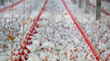 Brasil suspendió exportaciones avícolas a 44 países por emergencia sanitaria