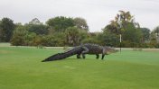 Un enorme cocodrilo apareció en medio de un campo de golf en Estados Unidos
