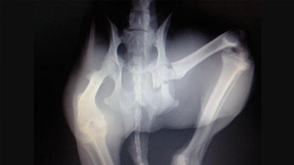 En Internet buscan la &#039;cadera de Boateng&#039;