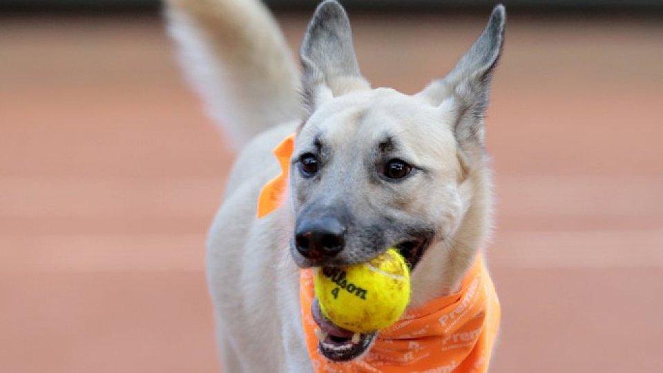 El partido tuvo como objetivo fomentar la adopciòn de perros callejeros.