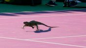 ¡Insólito! Una iguana interrumpió partido del Masters 1000 de Miami