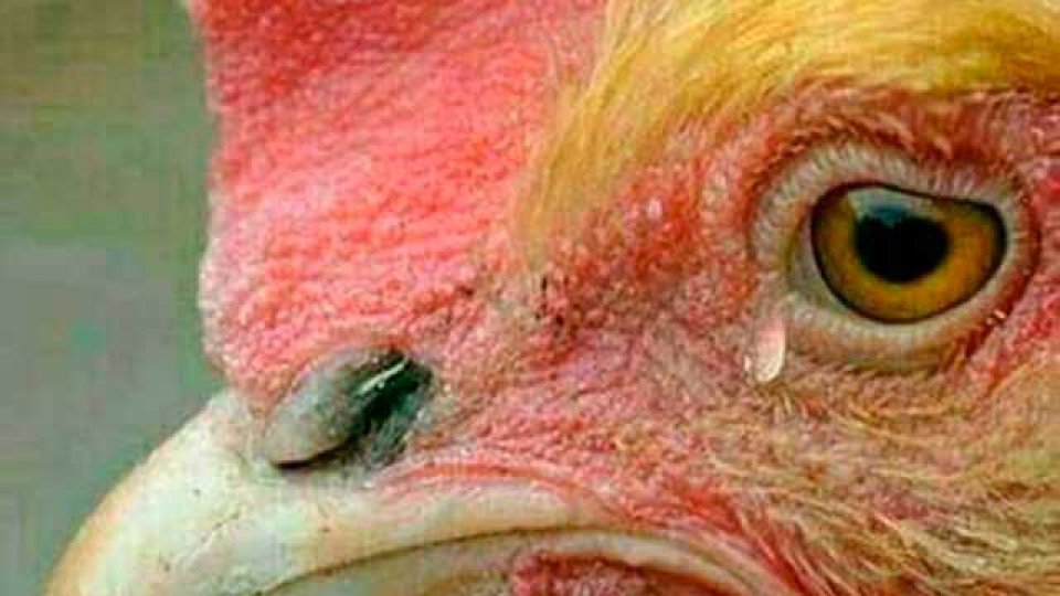 Boca se consagró Bicampeón y estallaron los memes con dedicatoria a River.