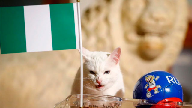 El gato Achilles pronosticó que Nigeria le gana a la Argentina.