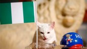 Video: El gato Achilles pronosticó que Nigeria le gana a la Argentina y la saca del Mundial