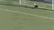 Increible: Un perro le atajó un gol a Juventud Unida de Gualeguaychú