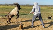 Insólito y polémico entrenamiento de un luchador, peleando contra una cabra