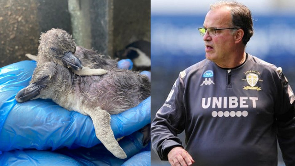 "Es en honor a Bielsa después de todo lo que logró Leeds", comunicaron.