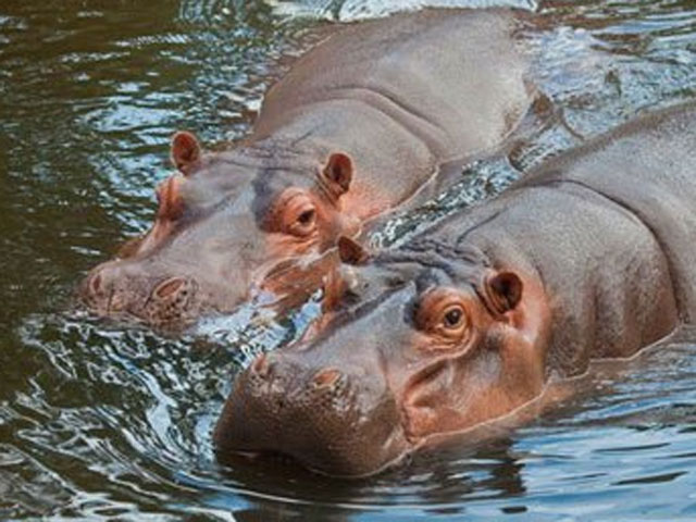 Debaten el destino de los hipop&oacute;tamos de Pablo Escobar