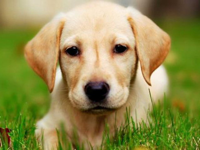 Labrador Retriever
