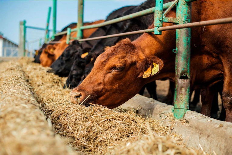 En julio, los precios de la hacienda en pie crecieron alrededor de un 10 por ciento