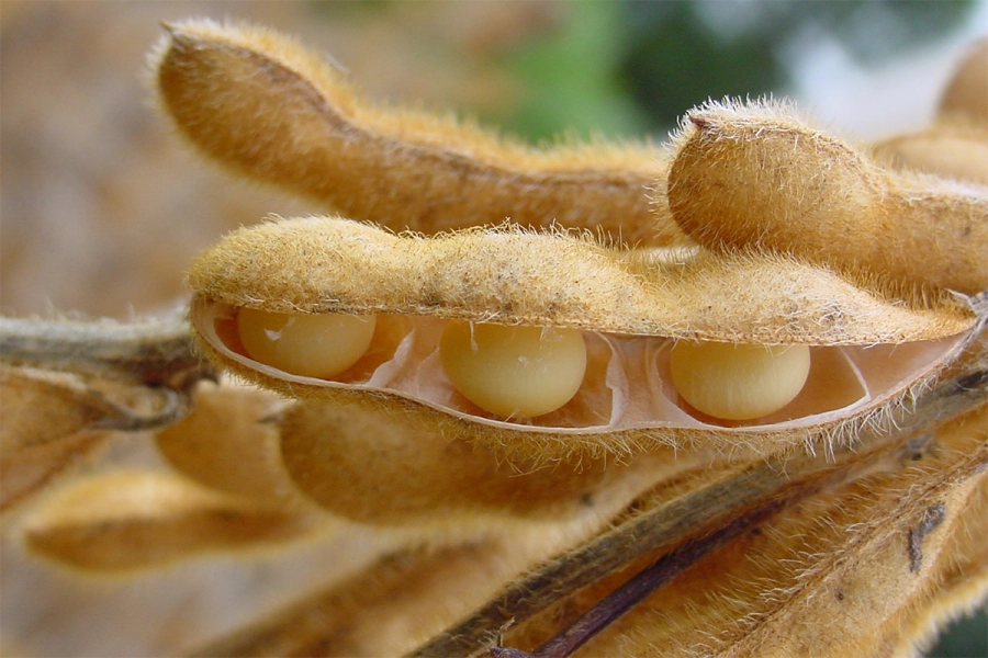 Subirán las retenciones a la soja. Elonce