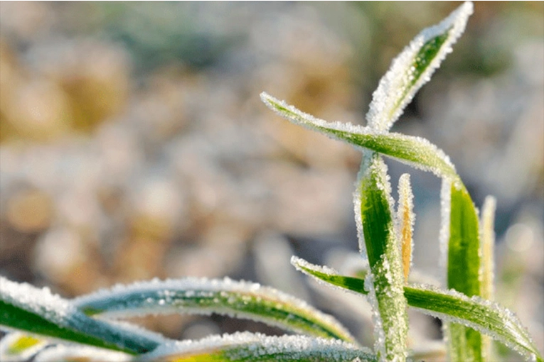 Una nueva ola polar promoverá heladas agronómicas en la zona central del país