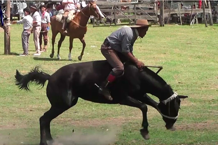 Juzgarán a hombre por maltratar a un caballo durante una jineteada en Entre Ríos