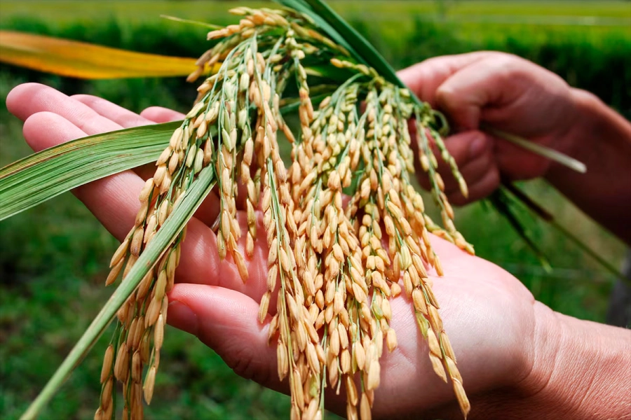 El arroz, las hortalizas y el tabaco est&aacute;n en buena posici&oacute;n, mientras que 16 de 19 cadenas productivas enfrentan crisis. (Foto: INTA)