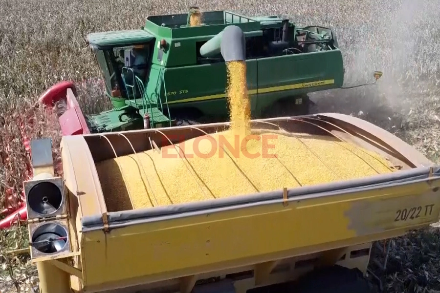 Cosecha de ma&iacute;z.