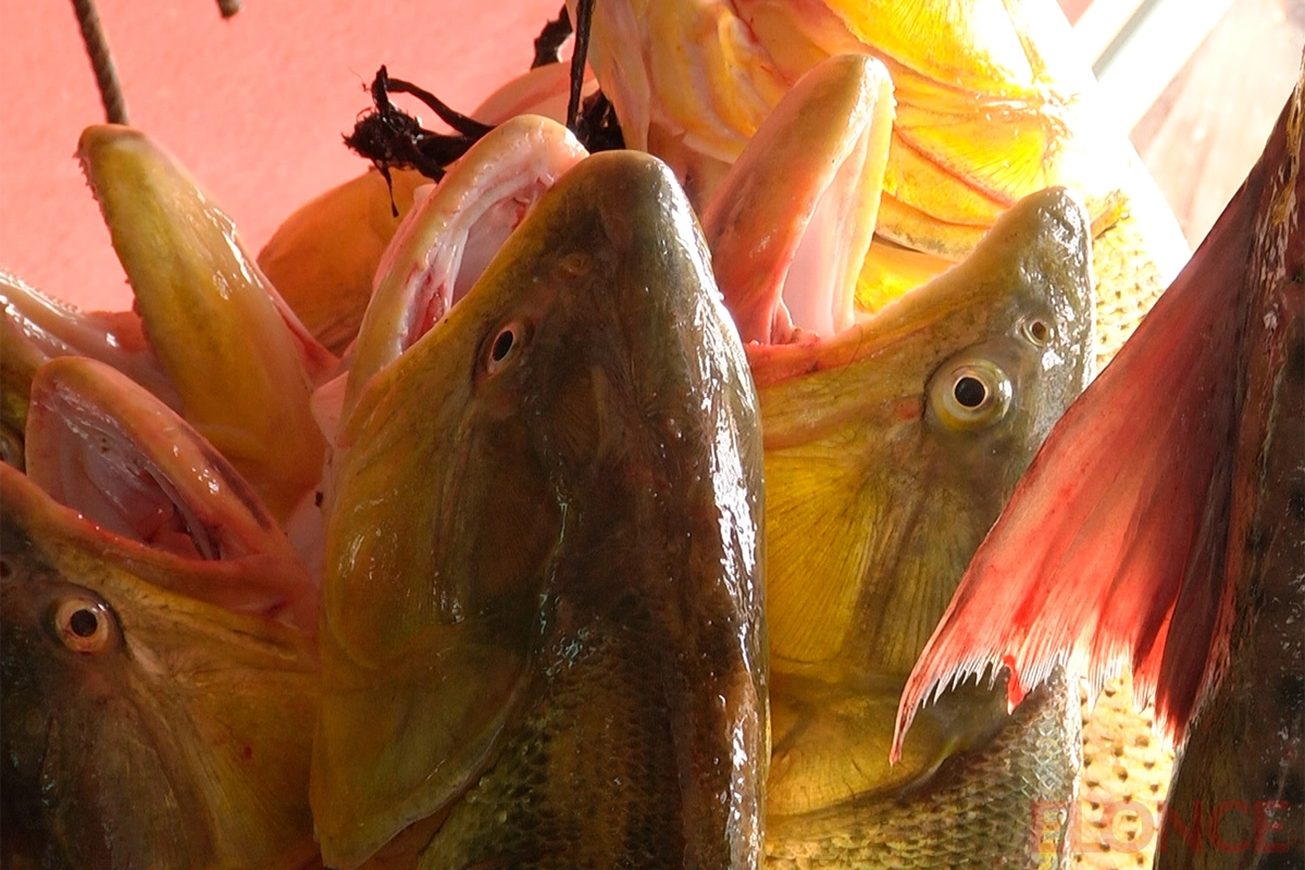 Consejos a la hora de comprar pescado Consejos a la hora de comprar pescado