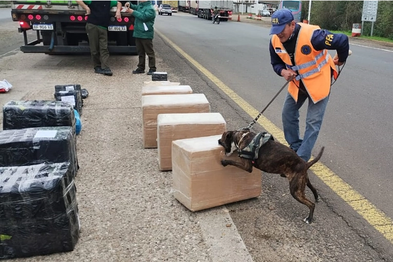 Encomienda con flores de marihuana descubierta en Concordia derivó en allanamientos en Buenos Aires