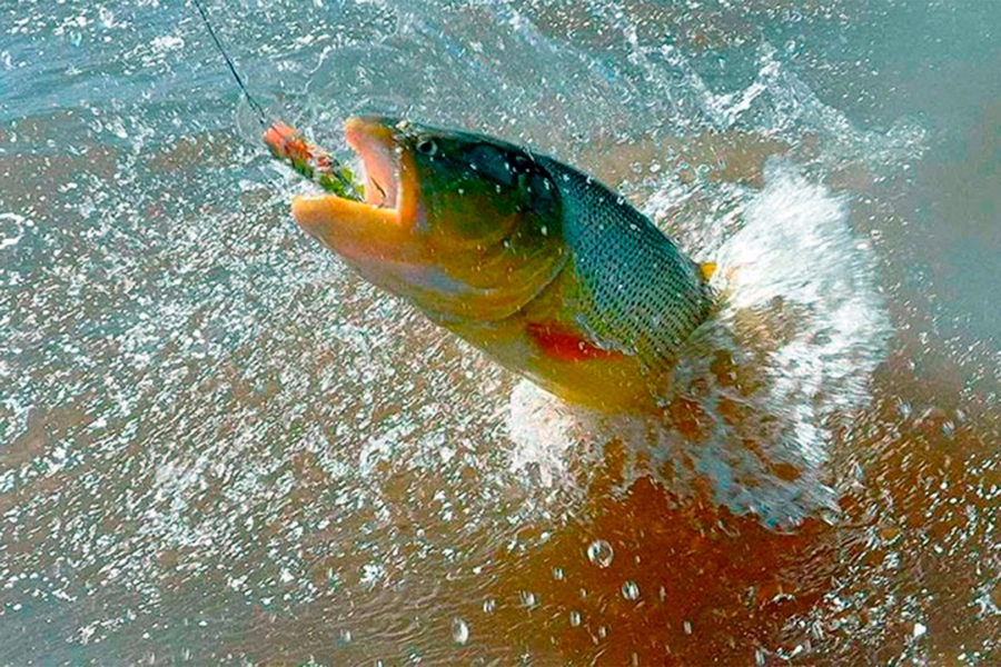 Se permite la pesca deportiva y con devoluci&oacute;n. (Archivo)