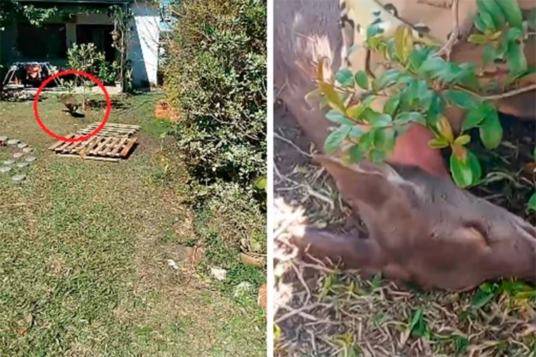 Video: Miró por la ventana y había un guazuncho en el patio de la casa