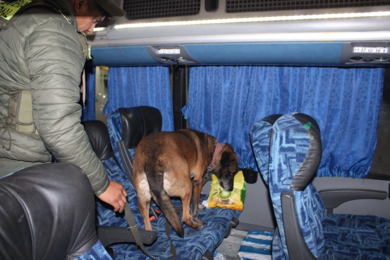 Perra antinarcóticos detectó cocaína escondida debajo del asiento de un colectivo