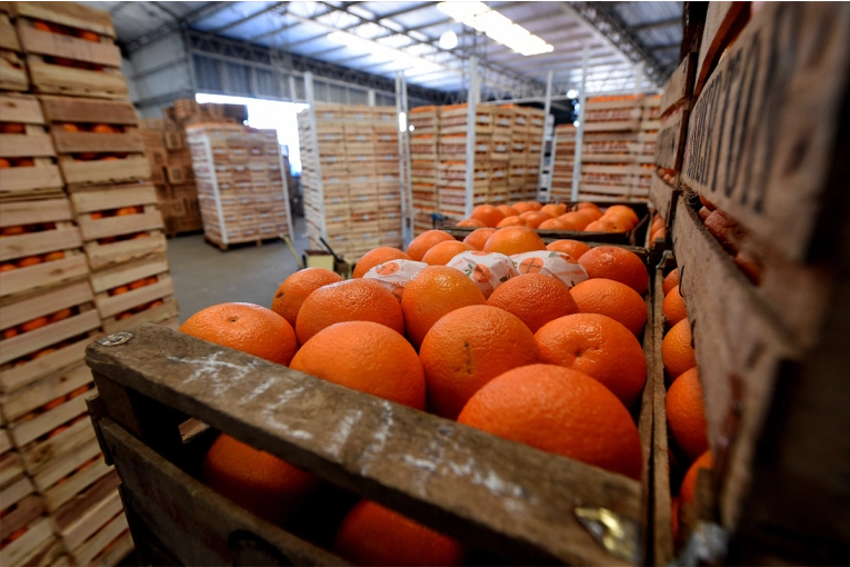 Senasa comenzará a controlar empaques cítricos para prevenir la mosca de la fruta