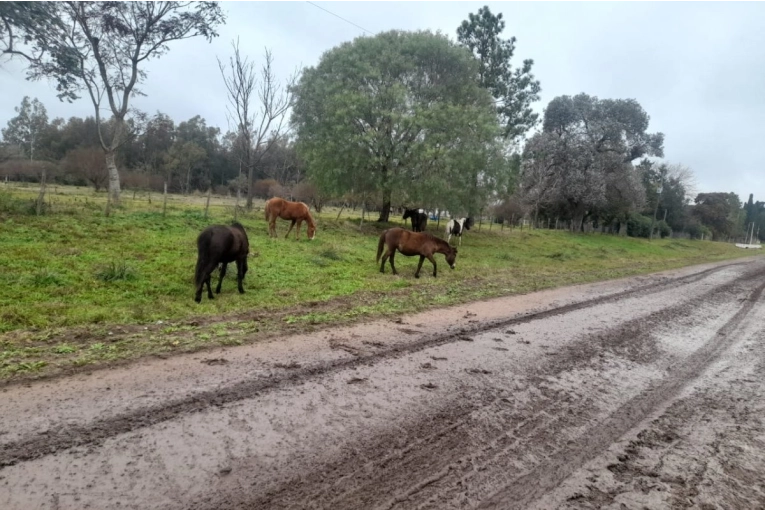 Retuvieron 23 caballos que andaban sueltos en Gualeguaychú | Elonce.com