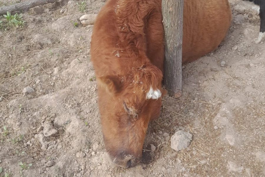 Hay más animales en riesgo por la bajante, según los productores. (Foto: La Nación)