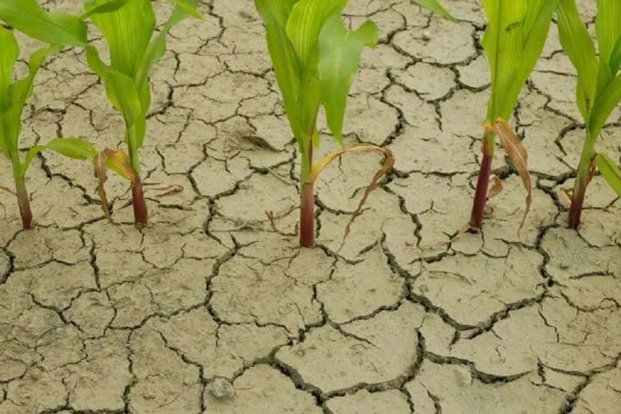 Foto: Archivo Elonce.