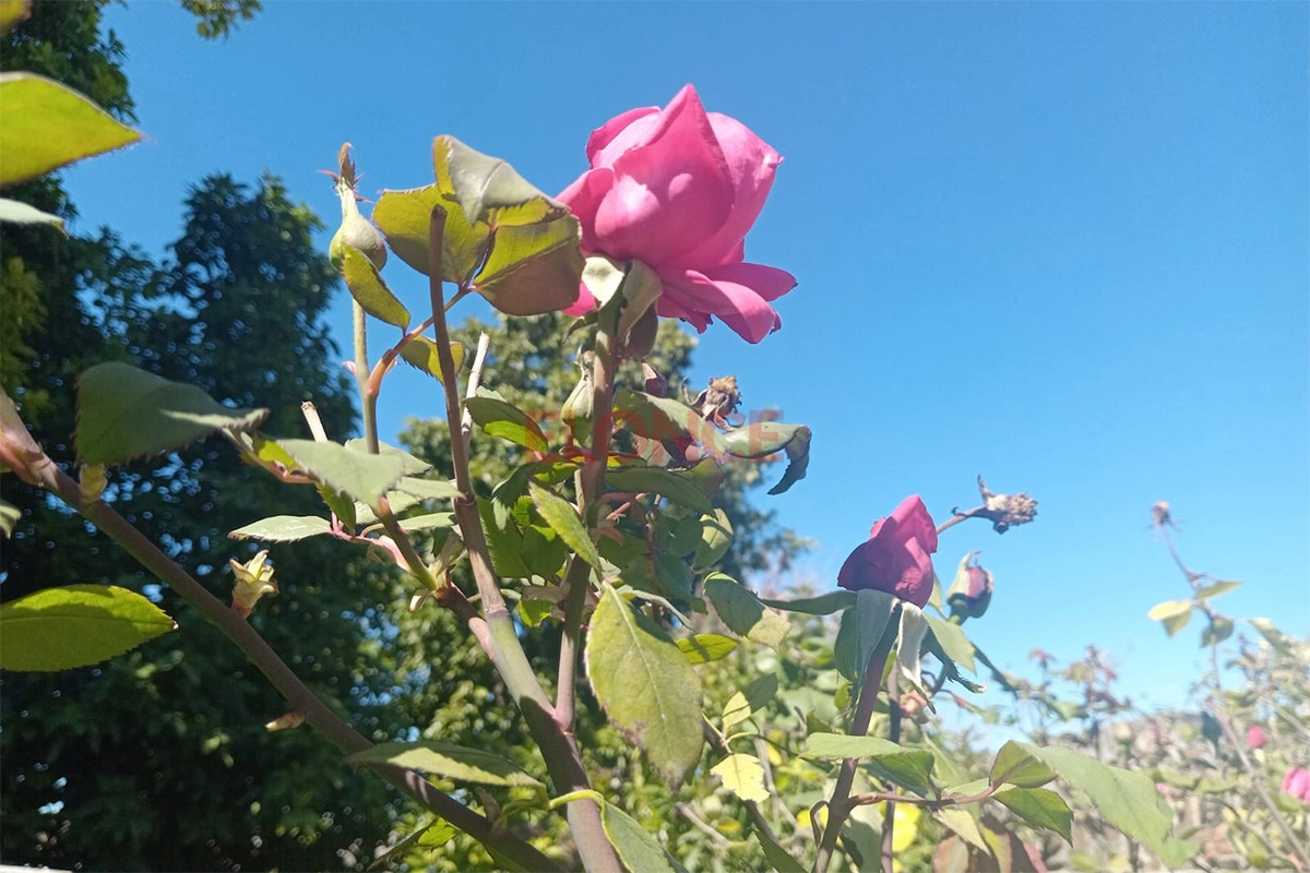 Altas temperaturas en la antesala de la primavera