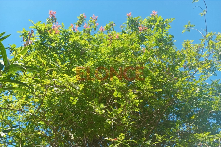 Sube la temperatura, pronostican nuevas tormentas y luego días de calor