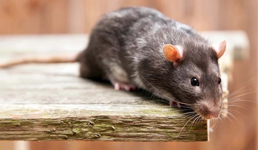 Hantavirus en el norte argentino: piden extremar las medidas tras 5 muertes este a&ntilde;o