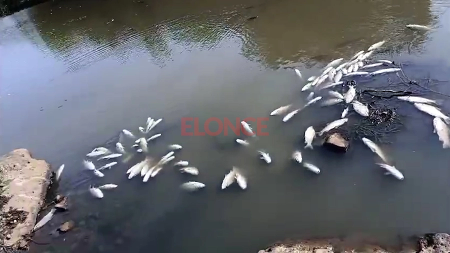 Mortandad de peces en arroyo entrerriano. (foto: Elonce)