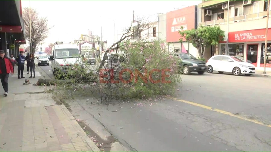 Un &aacute;rbol cay&oacute; sobre un utilitario. (foto: Elonce)