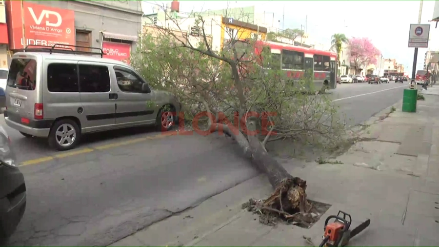Un &aacute;rbol cay&oacute; sobre un utilitario. (foto: Elonce)