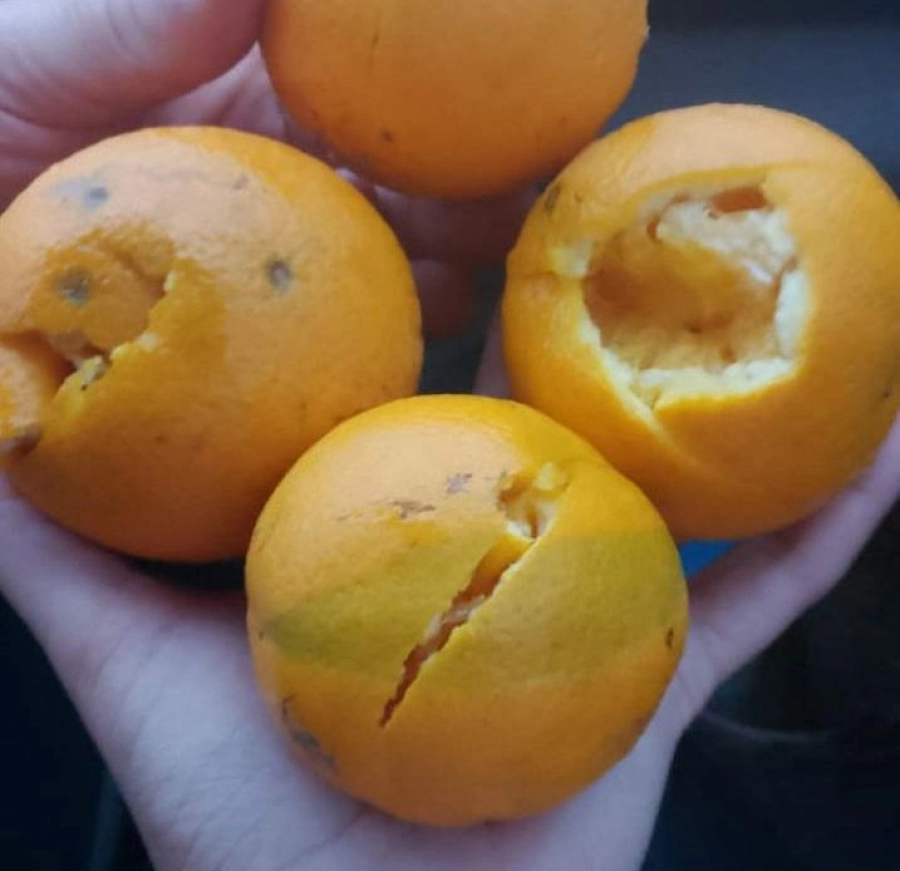 Cítricos dañados por el granizo. Chajarí al Día