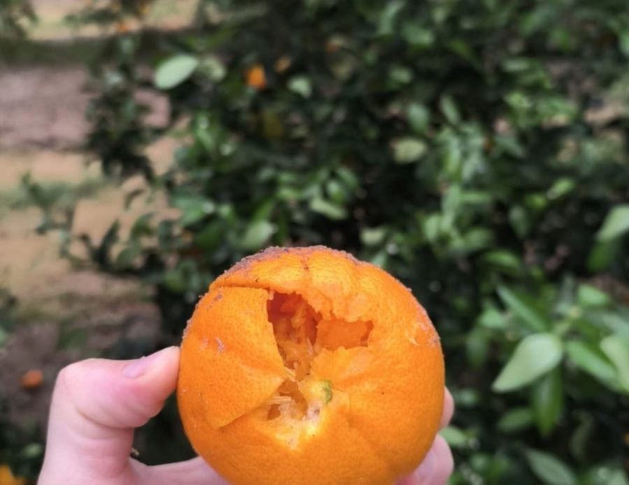 Daños del granizo en la fruta. Foto: Chajarí al Día