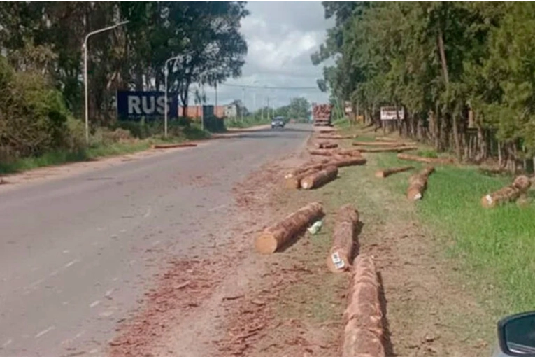 Un camión palero perdió parte de su carga de troncos en plena avenida