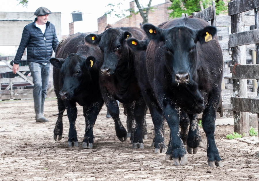 Remates de hacienda. (foto: FARER)