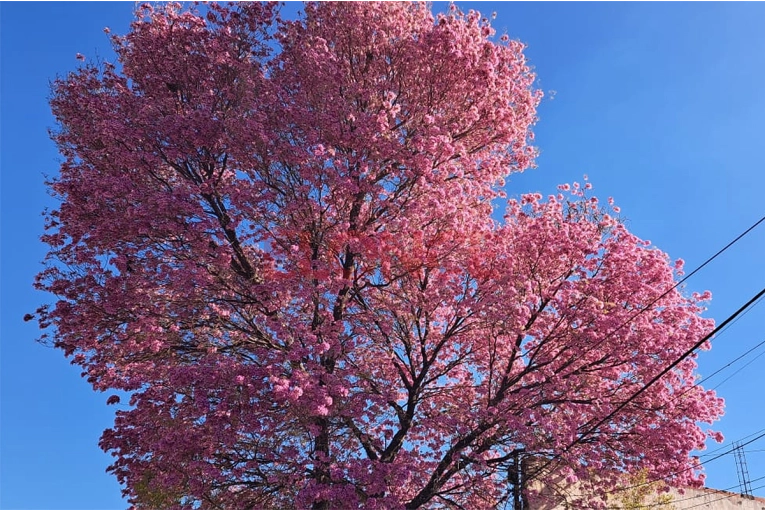 Días de primavera en su máximo esplendor: cuándo volverá a subir la temperatura