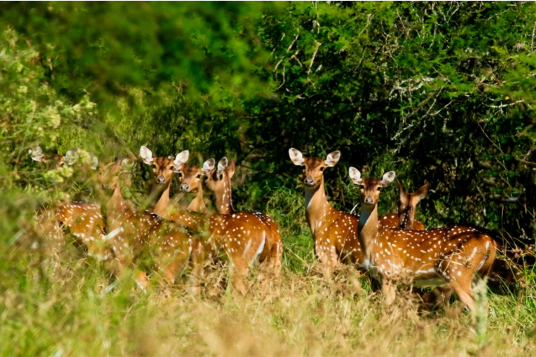 Ciervo axis, un problema en territorio entrerriano por la invasión de una especie exótica