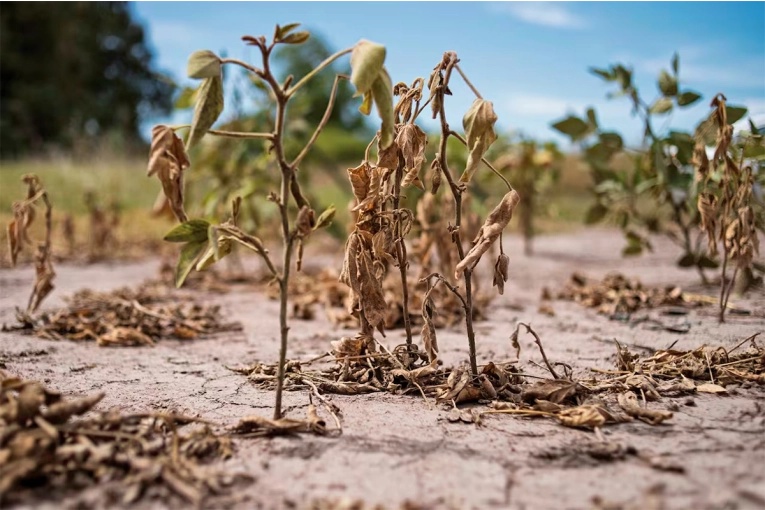 Pronostican 81 % de probabilidad de desarrollo de La Niña y preocupan sus efectos