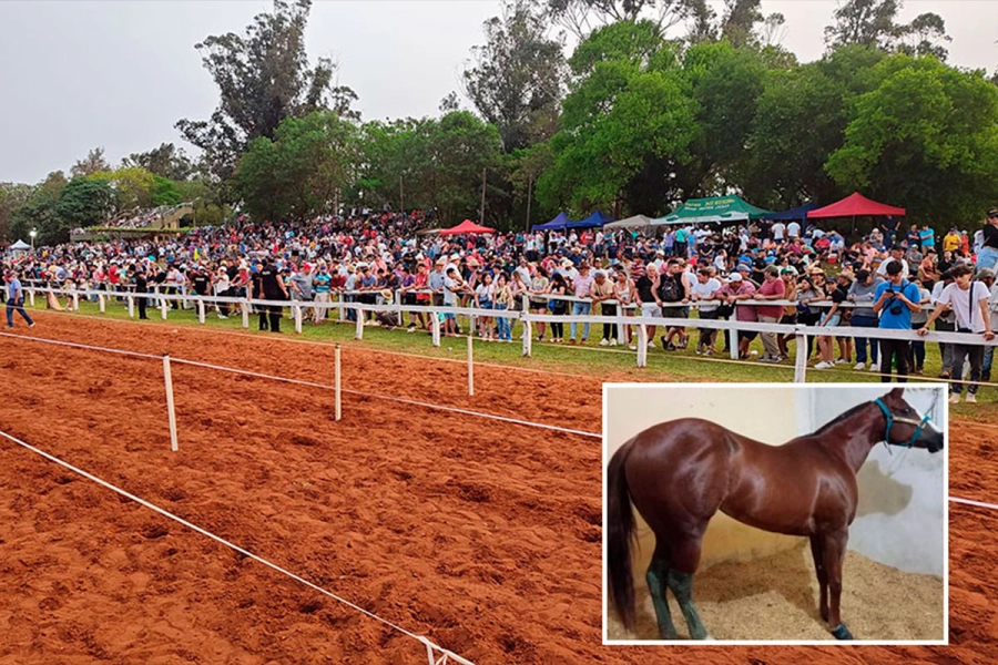 La yegua &ldquo;Argentina Lake&rdquo;. (Imagen: Primera Edici&oacute;n)