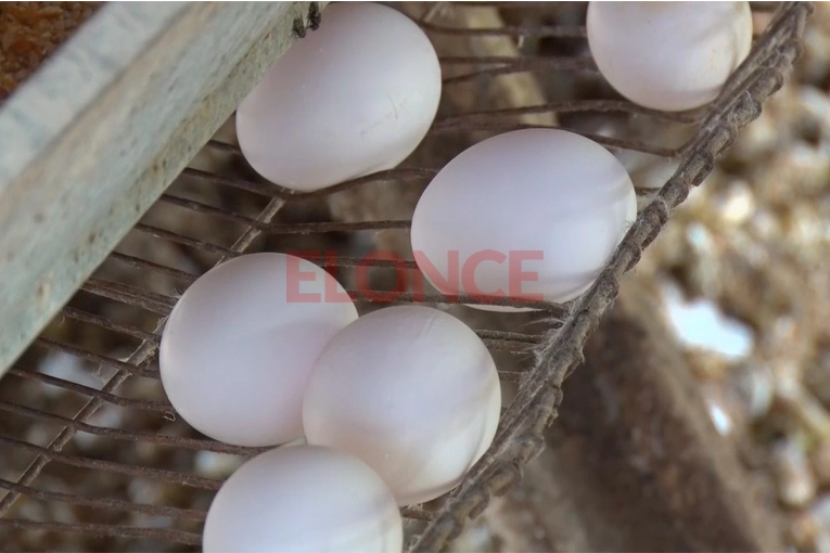 Acuerdo Mercosur-UE: Argentina completó cupo exportador de huevos y superó las 330 toneladas