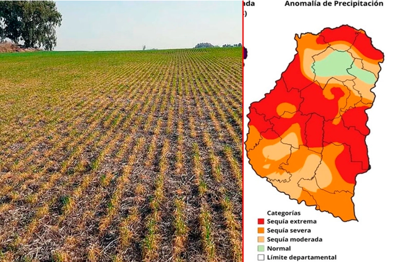 La Sociedad Rural solicitó la declaración de emergencia por sequía en Entre Ríos